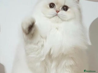 British Longhair cats - Advert 1