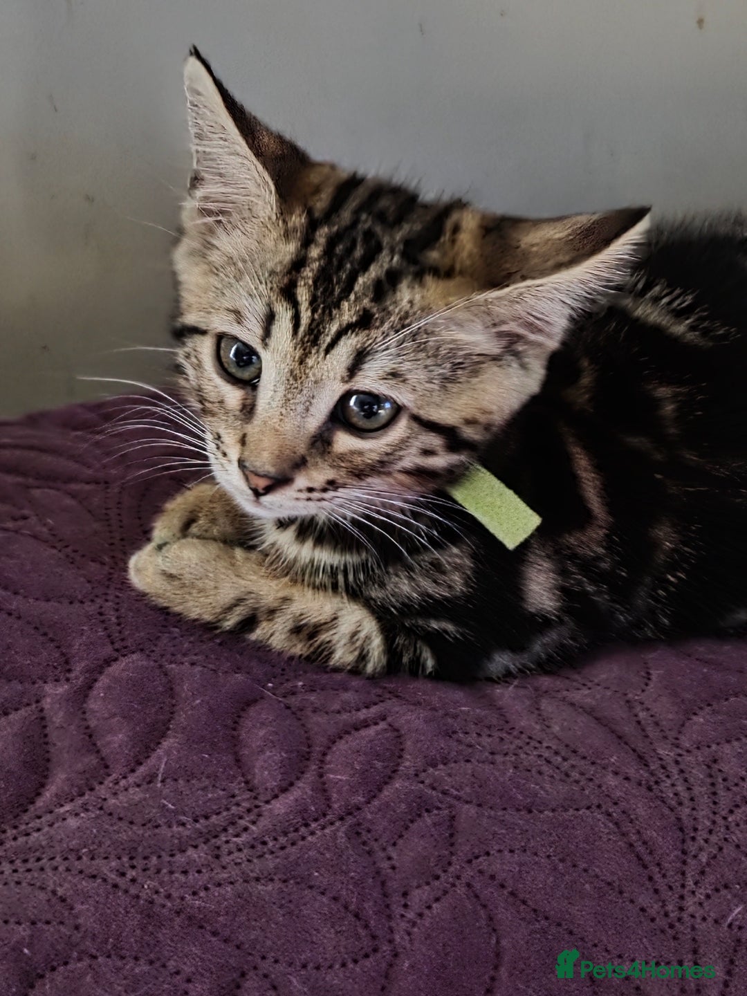 Bengal cats for sale: Bencoons, Bengal mum Maincoon Dad - Image 4