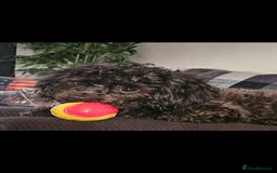 Shihpoo dogs for sale: Shihpoo male - Image 5