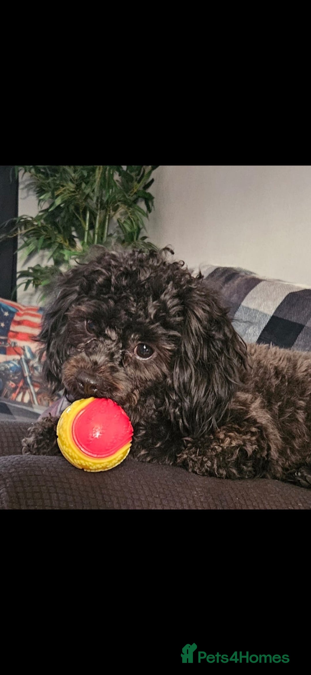 Shihpoo dogs for sale: Shihpoo male - Image 5