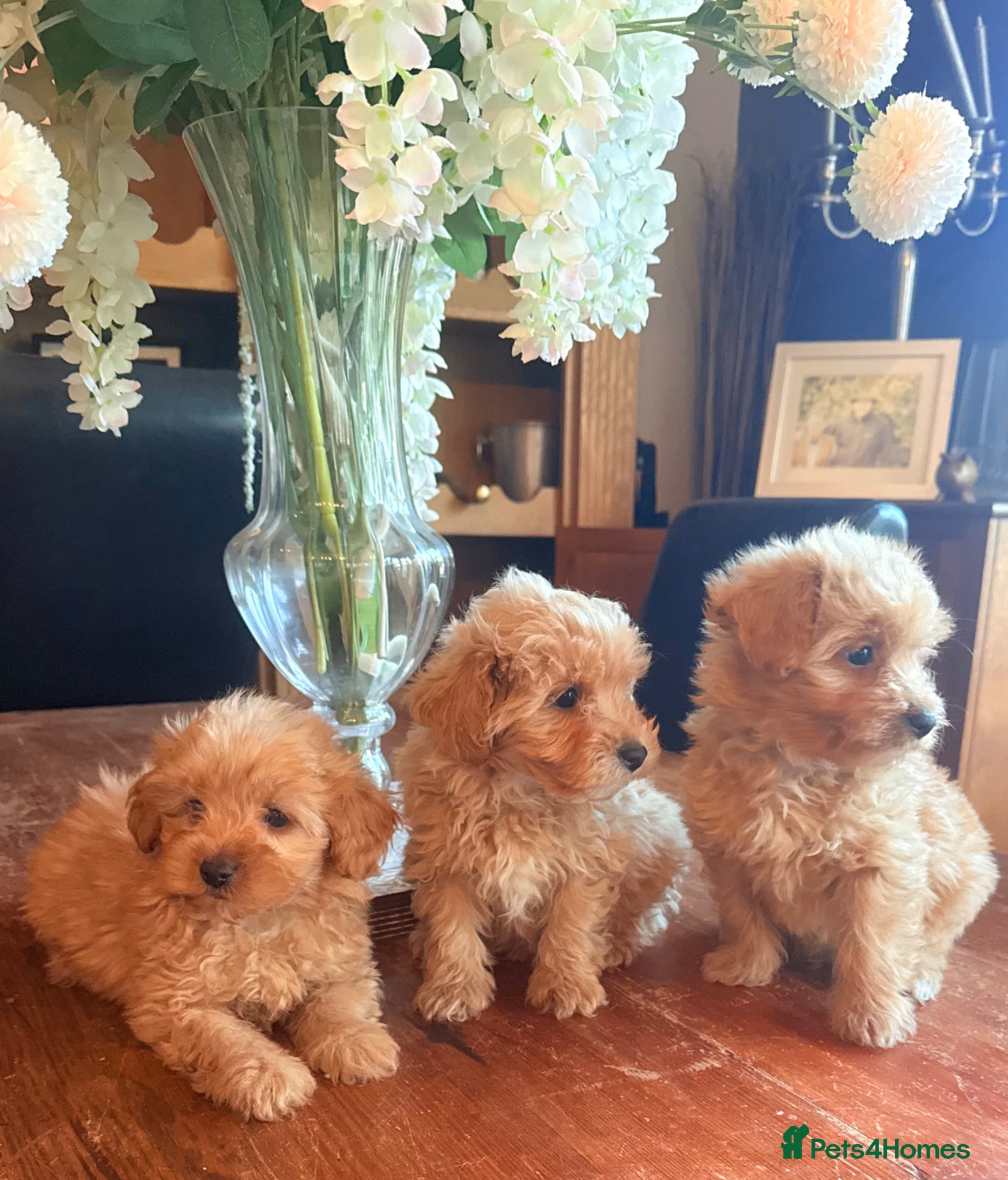 Cairn Terrier dogs STUNNING cairn-oodle pups 🐾 CUTE bundles of fluff - Advert 6