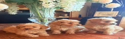 Cairn Terrier dogs for sale: STUNNING cairn-oodle pups 🐾 CUTE bundles of fluff - Advert 1