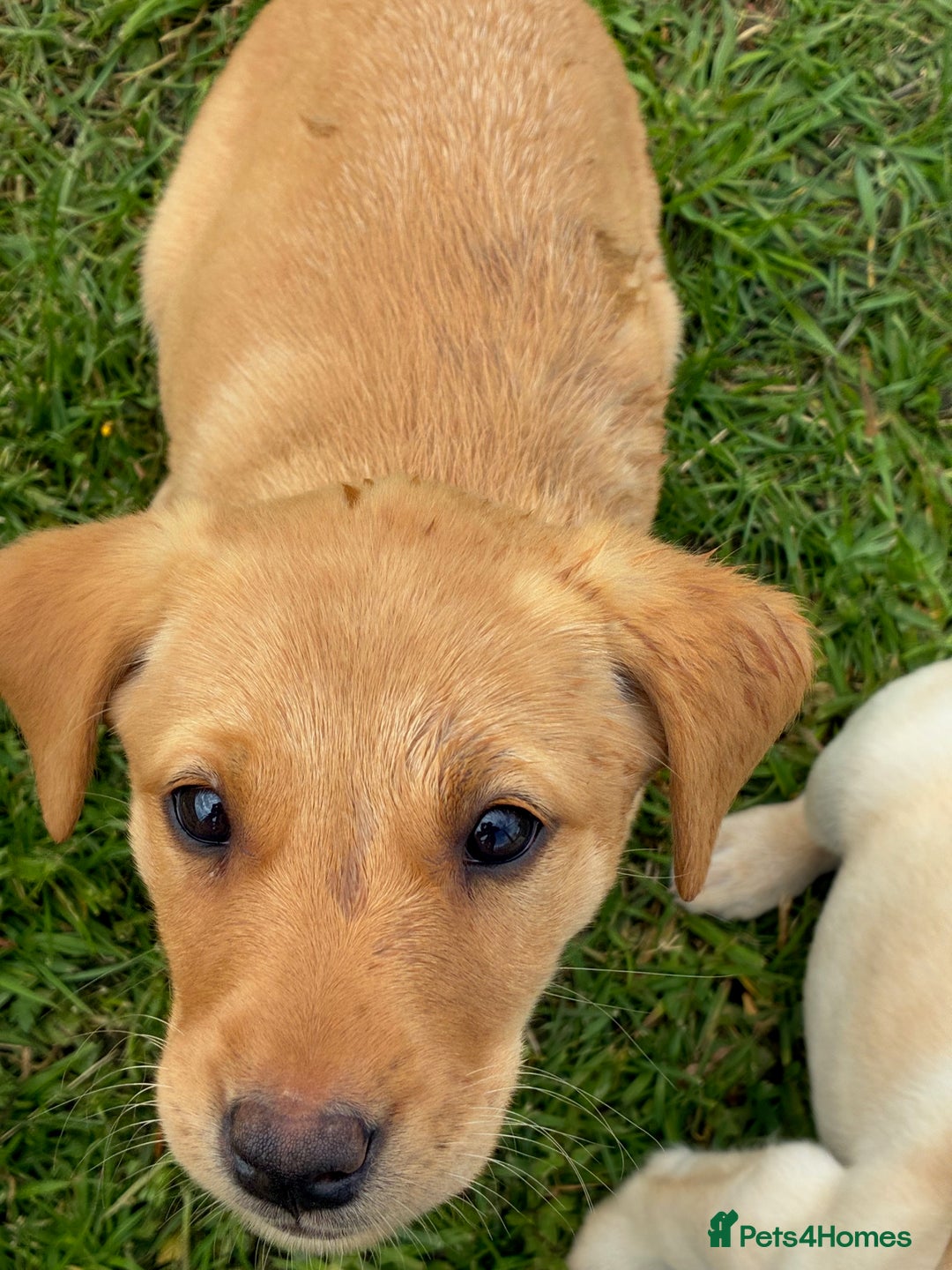 Labrador Retriever dogs for sale: KC registered fully health tested Labrador puppies in Biggar - Image 2