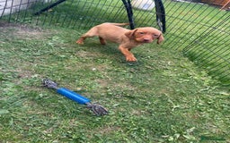Labrador Retriever dogs for sale: Beautiful fox red lab puppies in Cambridge - Image 13