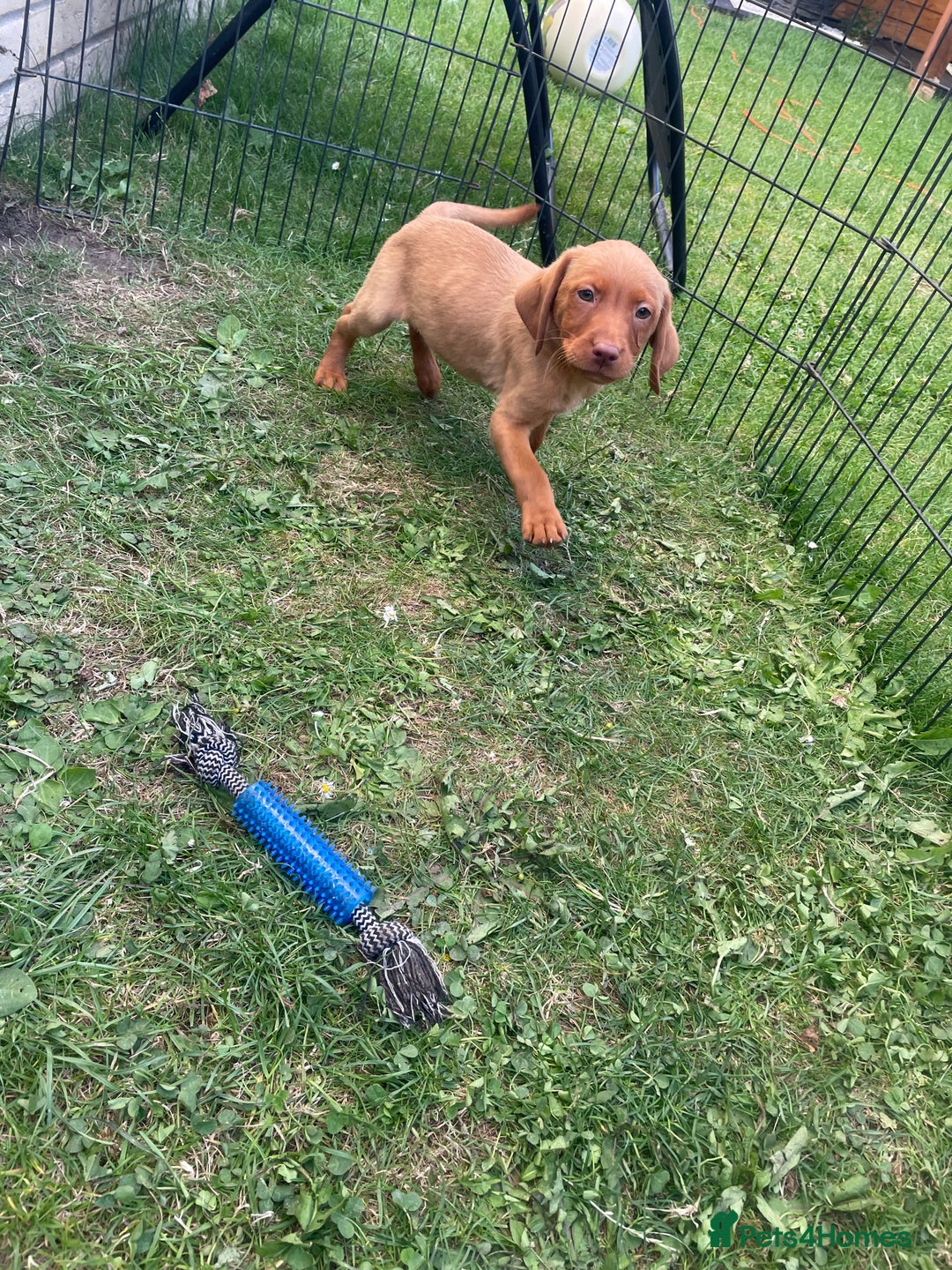 Labrador Retriever dogs for sale: Beautiful fox red lab puppies in Cambridge - Image 13