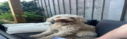 Cockapoo dogs for stud: Teddy our gorgeous 3 years old F1 Cockapoo  - Advert 8