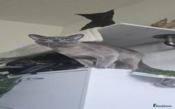 Burmese cats for sale: Beautiful blue Burmese kittens  - Image 12