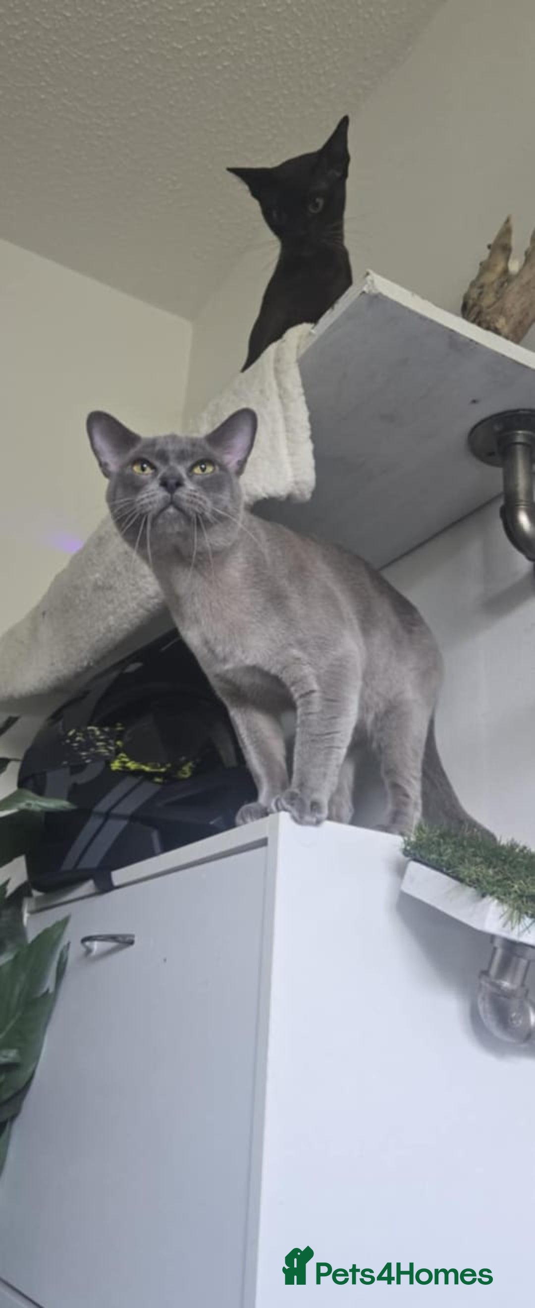 Burmese cats for sale: Beautiful blue Burmese kittens  - Image 12