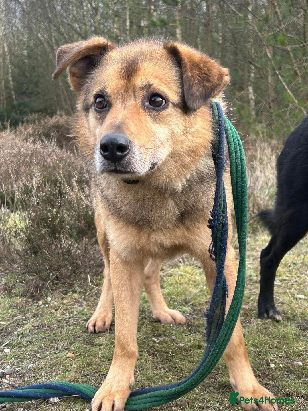 Mixed Breed dogs for adoption: Einstein - Norwich Norfolk  in Norwich - Image 4