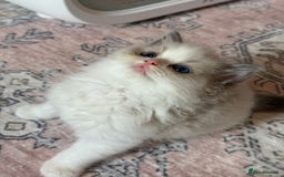 Ragdoll cats for sale: Blue eyes Blue-Bicolor kittens  - Image 28