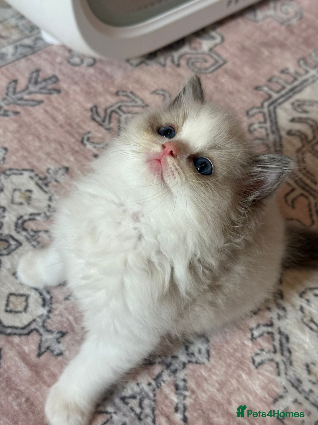 Ragdoll cats for sale: Blue eyes Blue-Bicolor kittens  - Image 28