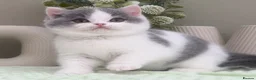British Shorthair cats for sale: Beautiful British Kittens - Advert 11