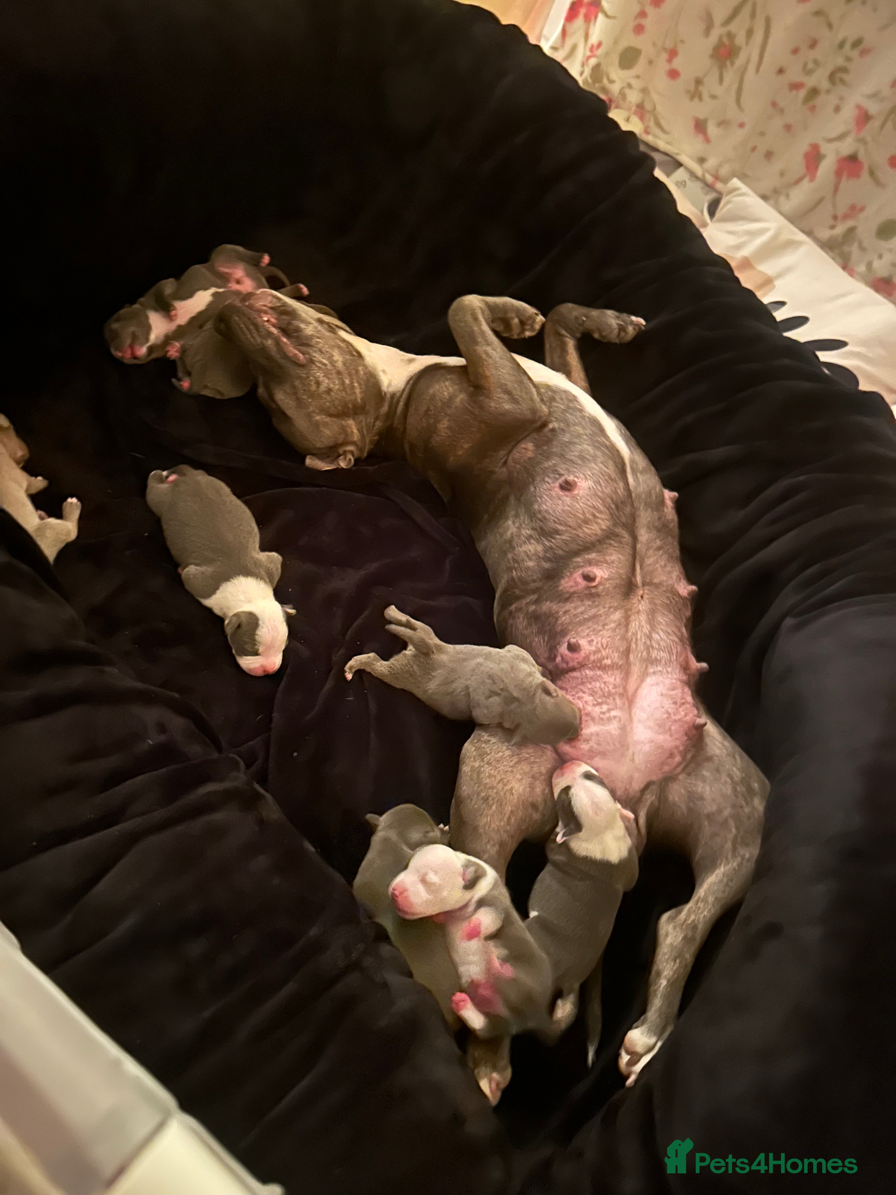 Staffordshire Bull Terrier dogs  Stunning Staffordshire Bull Terrier Puppies  - Advert 2