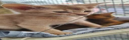 Abyssinian cats for sale: Beautiful pedigree tica abyssinian kittens - Advert 12