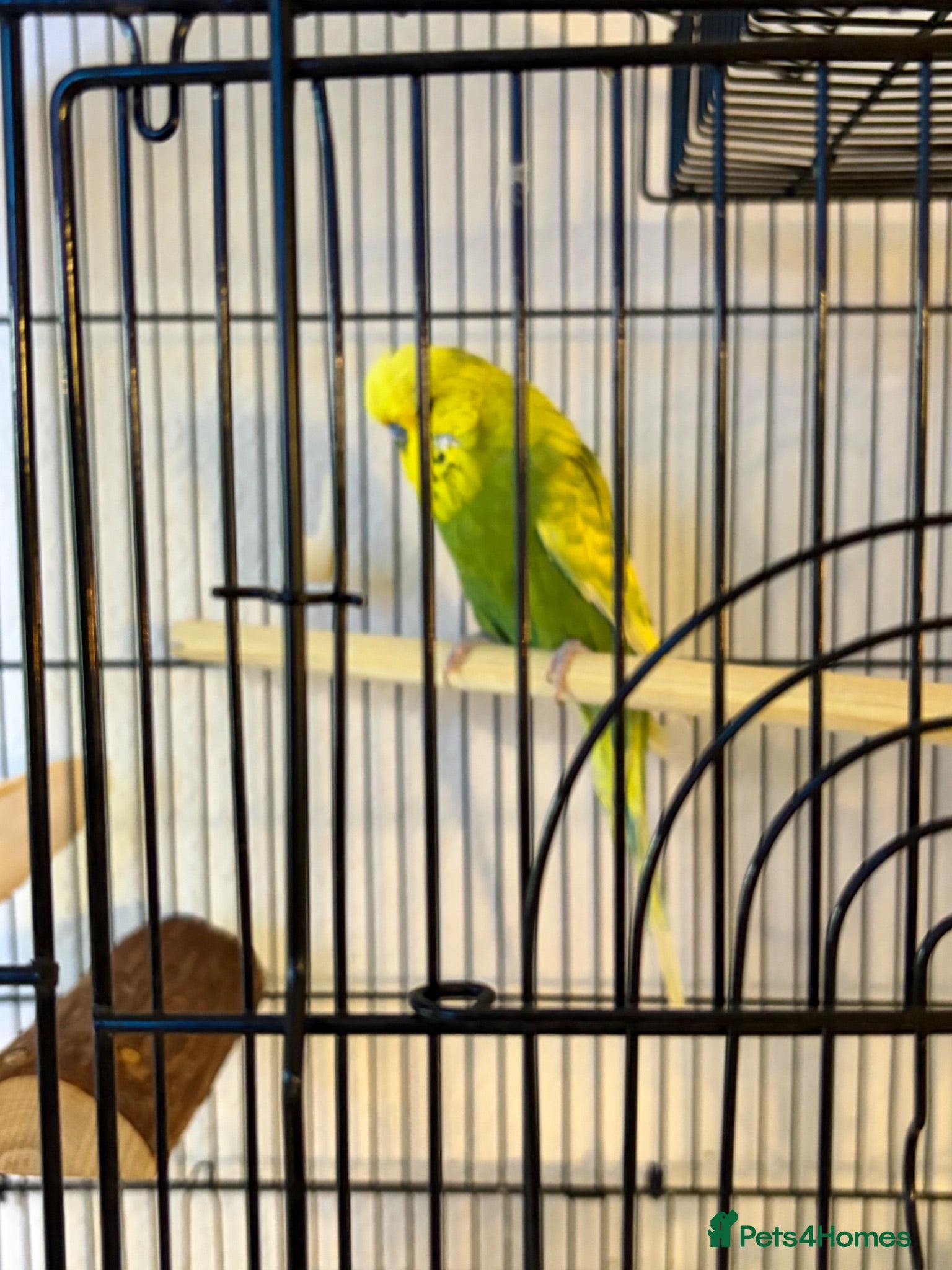 Budgerigars birds Lovely Male English Budgie for sale  - Advert 2