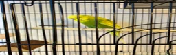 Budgerigars birds for sale: Lovely Male English Budgie for sale  - Advert 2