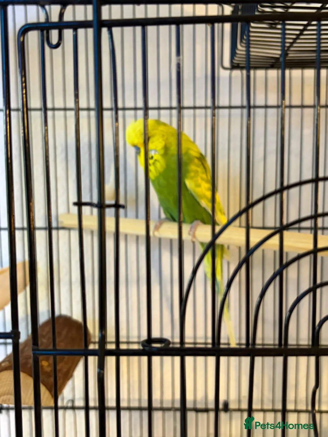 Budgerigars birds for sale: Lovely Male English Budgie for sale  - Advert 2