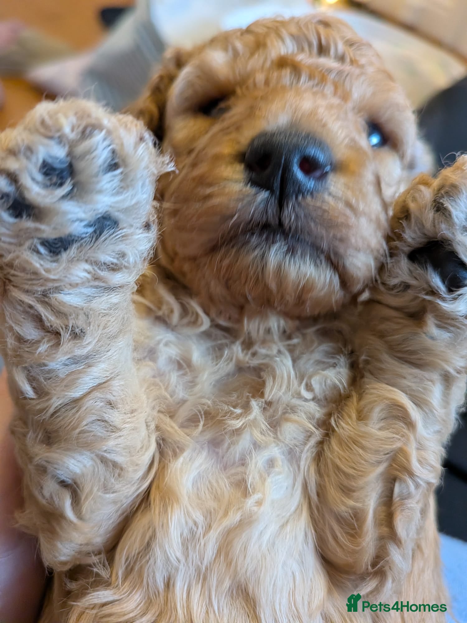 Cockapoo dogs Last Remaining Apricot/Fox Red Miniature Cockapoo  - Advert 11