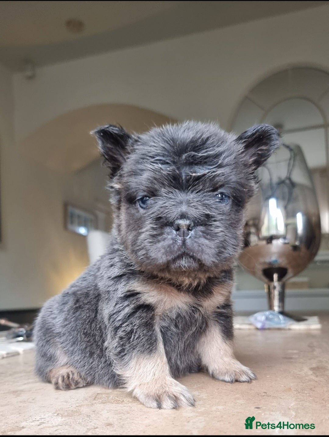 French Bulldog dogs Beautiful French bulldogs - Advert 5