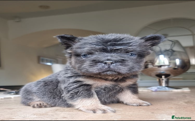 French Bulldog dogs - Advert 8