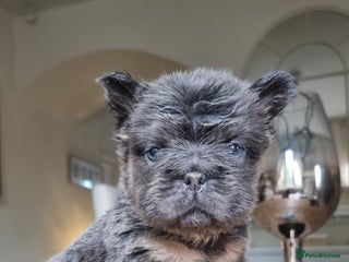 French Bulldog dogs Beautiful French bulldogs - Advert 10