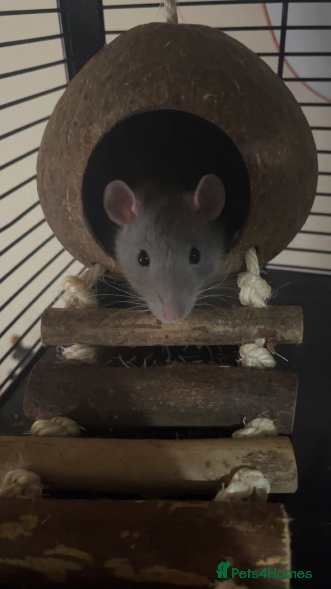 Rat rodents for sale: Cannoli and Roli in Buxton - Advert 2
