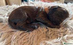 Cockapoo dogs for sale: 5 Chunky Miniature Cockapoos - Image 3