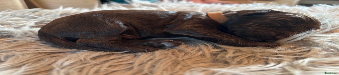 Cockapoo Puppy 1