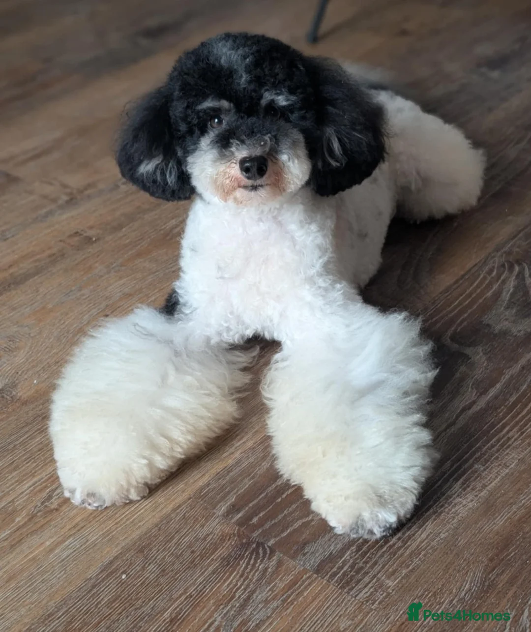 Toy Poodle dogs for sale: Stunning Toy Poodle Pups - Advert 2