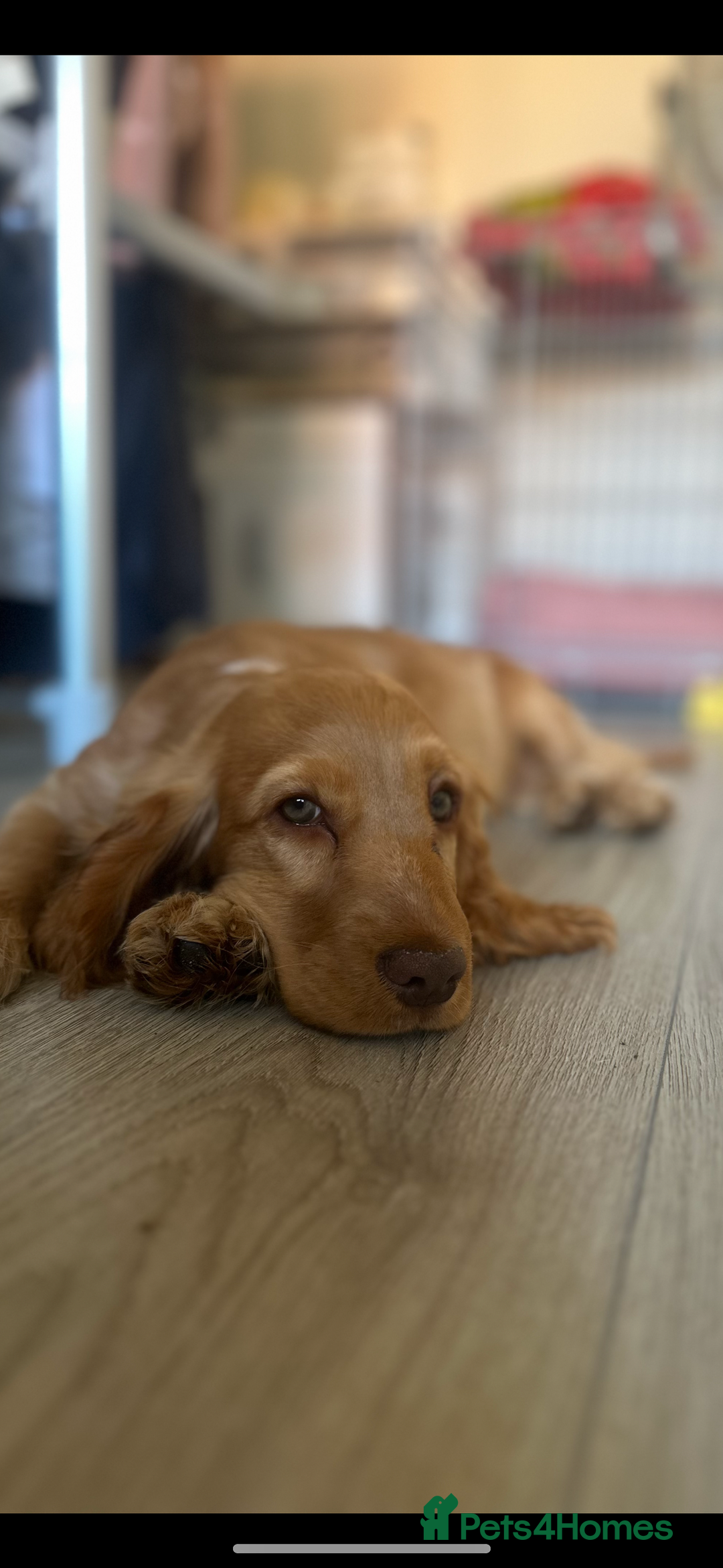 Cocker Spaniel dogs for sale: Fully health tested KC show cocker spaniel  - Image 7