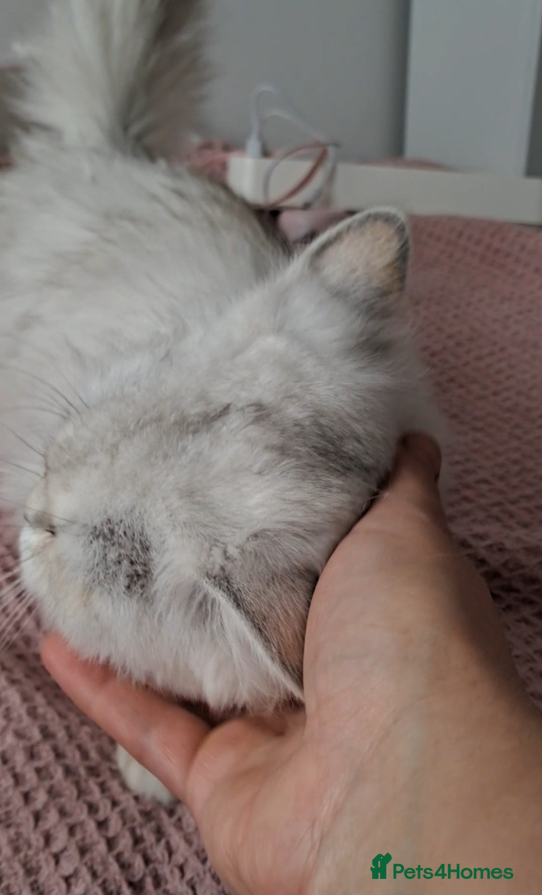 Persian cats for sale: White silver male persian cat kitten sale - Image 5