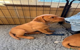 Labrador Retriever dogs for sale: Fox Red Labrador puppies Fully KC registered  - Image 5