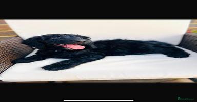 Cockapoo dogs in Ashford - Advert 13