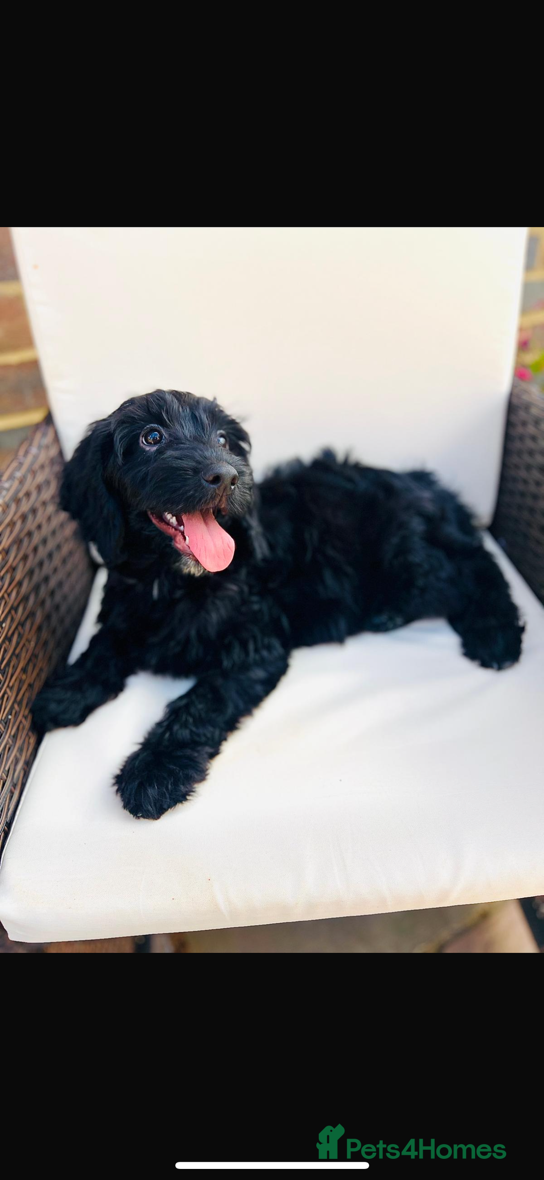 Cockapoo dogs for sale: Exceptional F1 Cockapoo health tested  puppies  in Ashford - Image 3