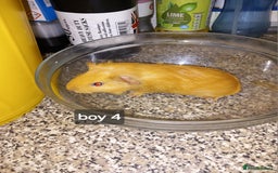 Guinea Pig rodents for sale: Baby boy guinea pigs ready now - Image 2