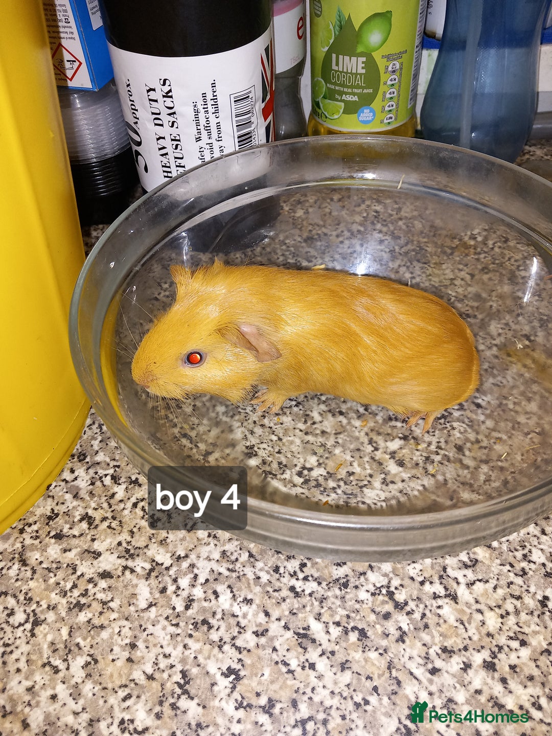 Guinea Pig rodents for sale: Baby boy guinea pigs ready now - Image 2