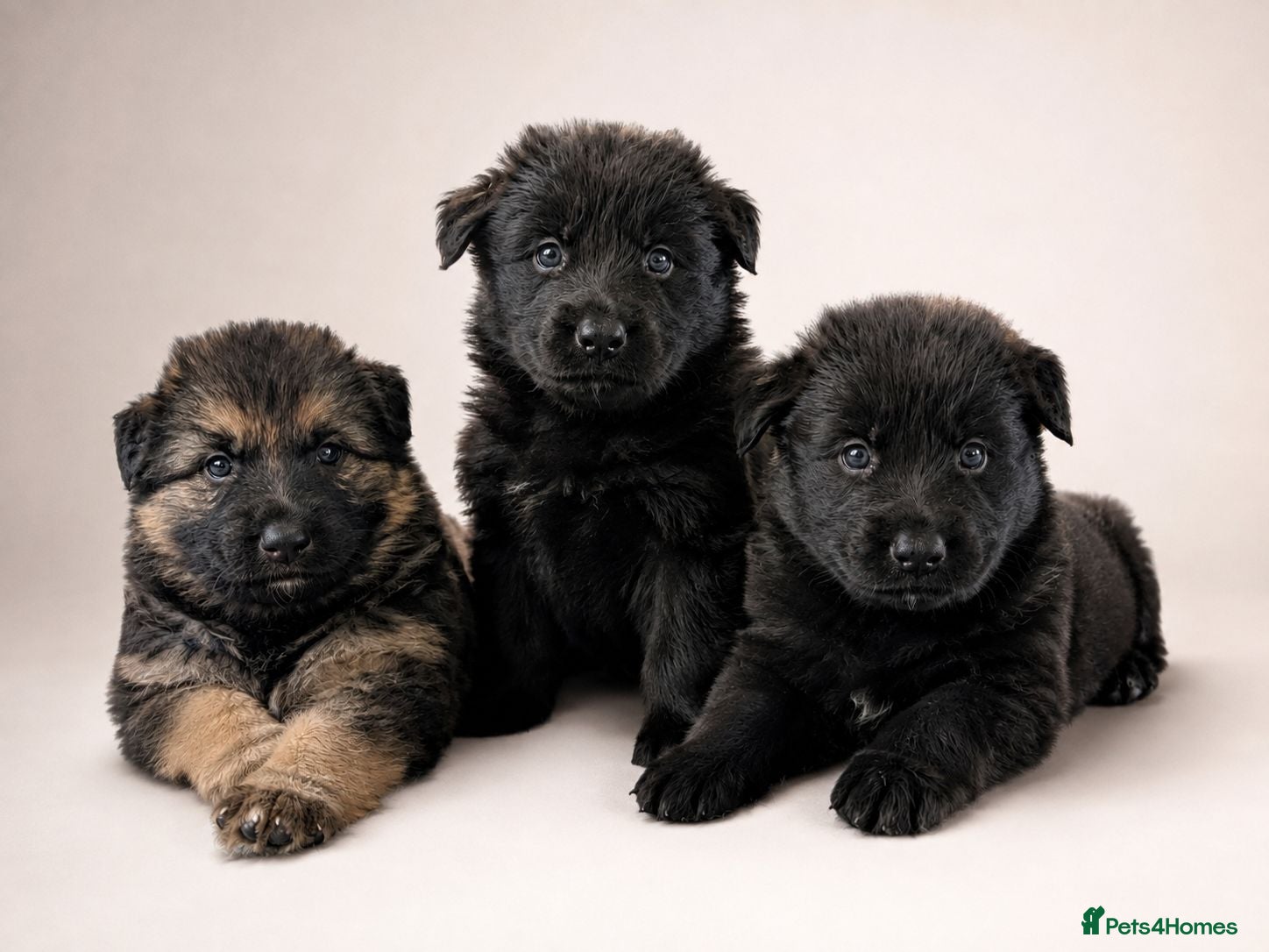 German Shepherd dogs Long haired German shepherd pups - Advert 6