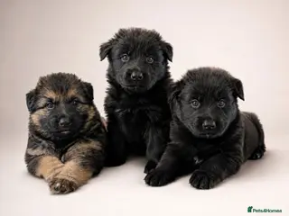 German Shepherd dogs Long haired German shepherd pups - Advert 1