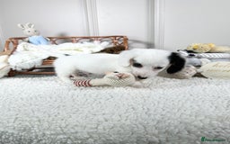 Miniature Dachshund dogs for sale: 𝕃𝕠𝕟𝕘 𝕙𝕒𝕚𝕣 𝕞𝕚𝕟𝕚 𝔻𝕒𝕔𝕙𝕤𝕙𝕦𝕟𝕕𝕤 - Image 10