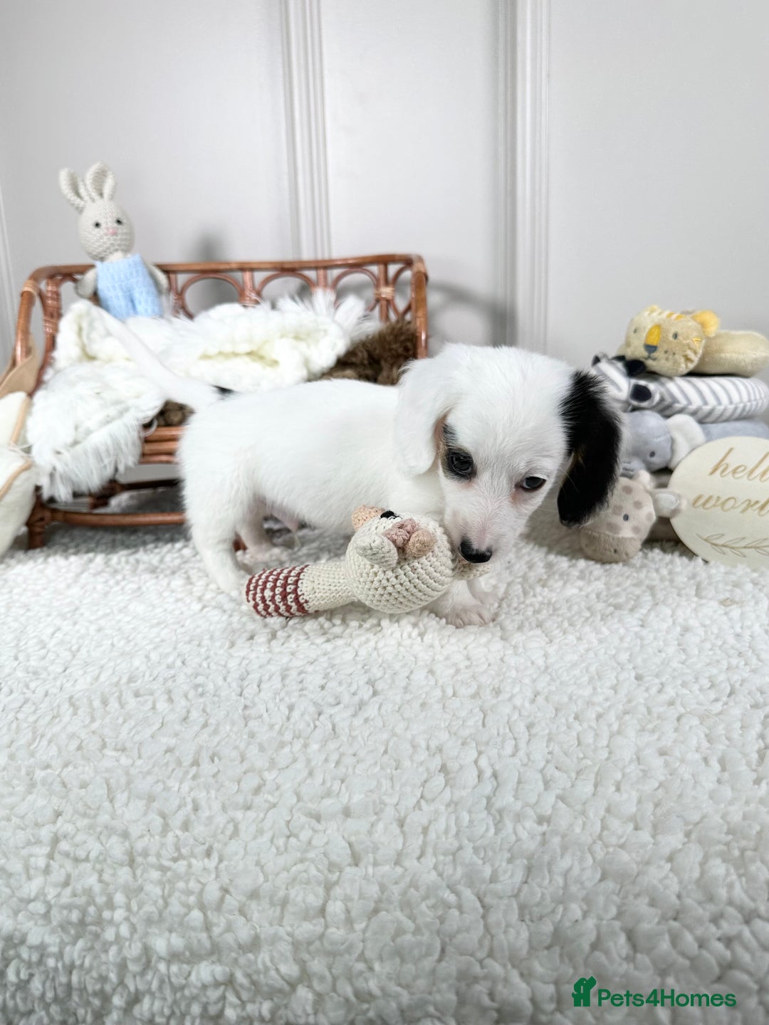 Miniature Dachshund dogs for sale: 𝕃𝕠𝕟𝕘 𝕙𝕒𝕚𝕣 𝕞𝕚𝕟𝕚 𝔻𝕒𝕔𝕙𝕤𝕙𝕦𝕟𝕕𝕤 - Image 10