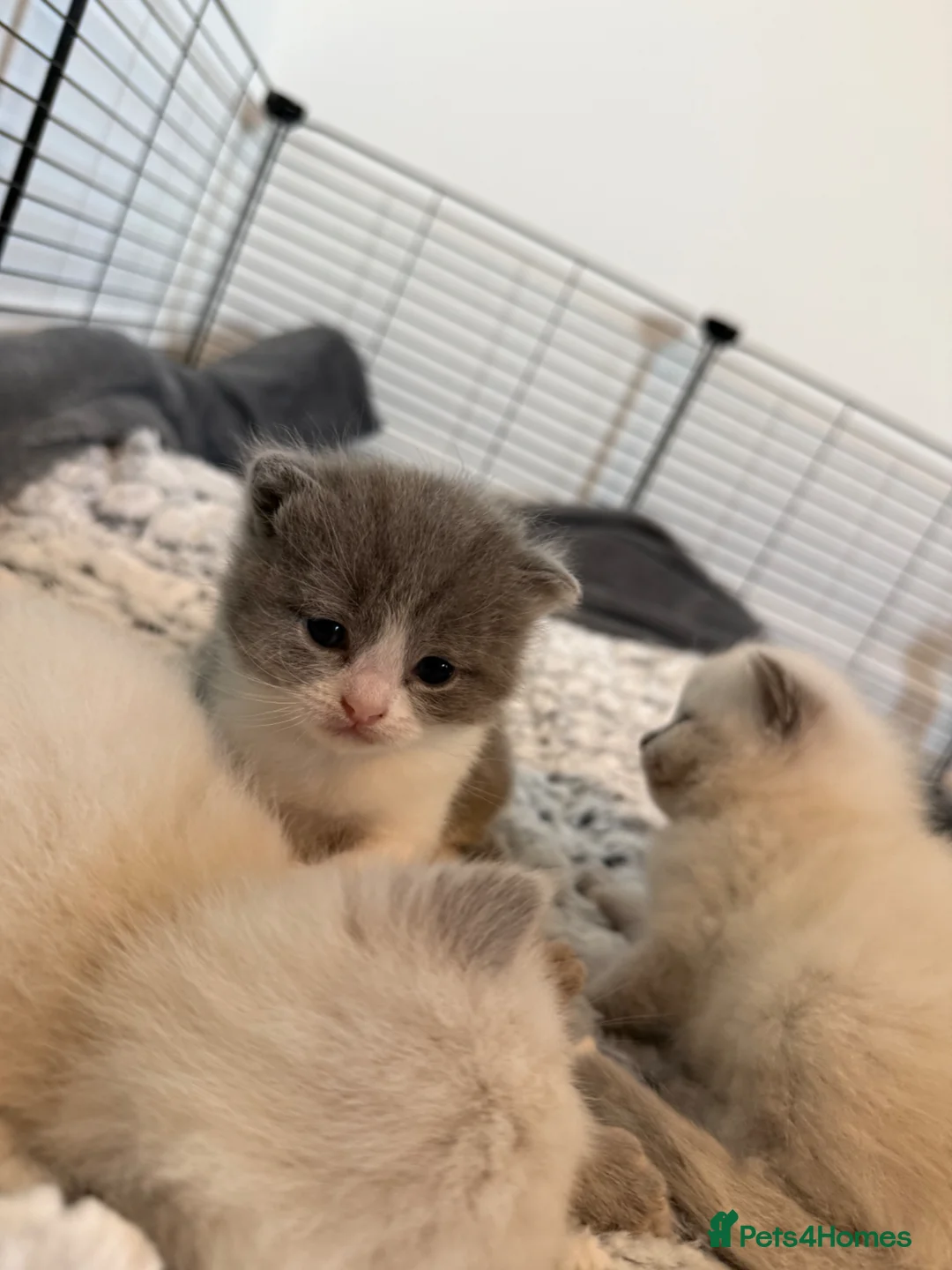 Mixed Breed cats for sale: British Shorthair X Ragdoll Kittens  - Advert 2