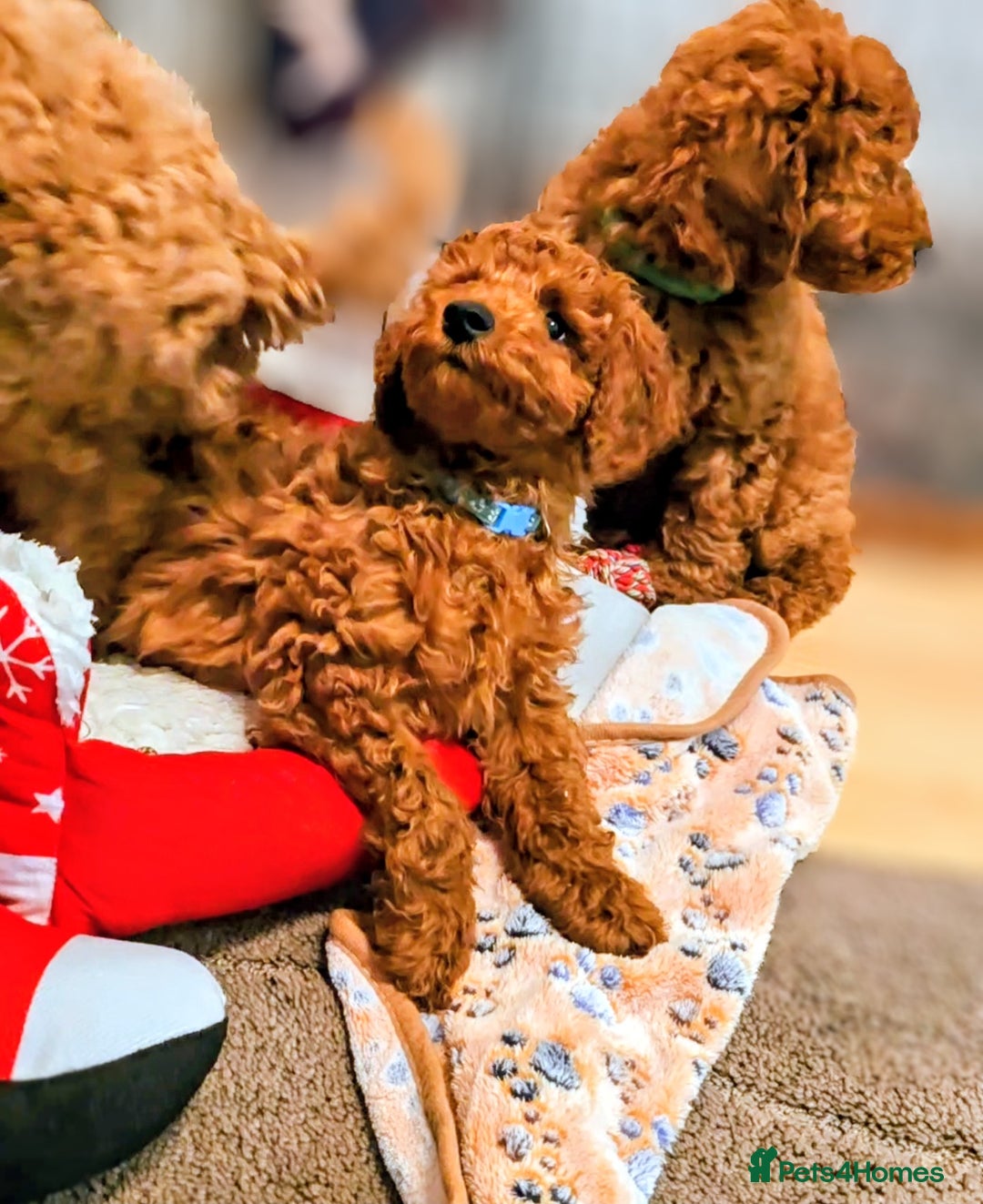 Miniature Poodle dogs for sale: MINIATURE POODLE BOYS NOW AVAILABLE!  - Advert 6