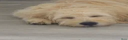 Goldendoodle dogs for sale: Goolden doodle  - Advert 3
