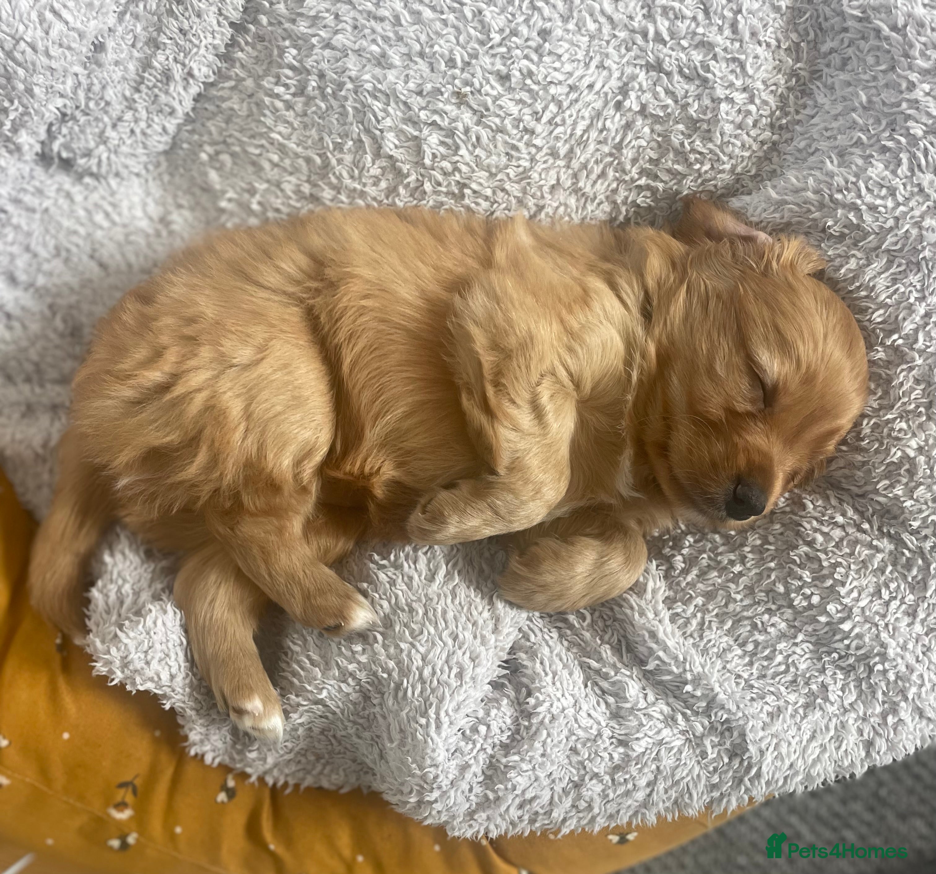 Cavapoo dogs Exceptional Cavapoo Puppies - Ruby & Apricot - Advert 2