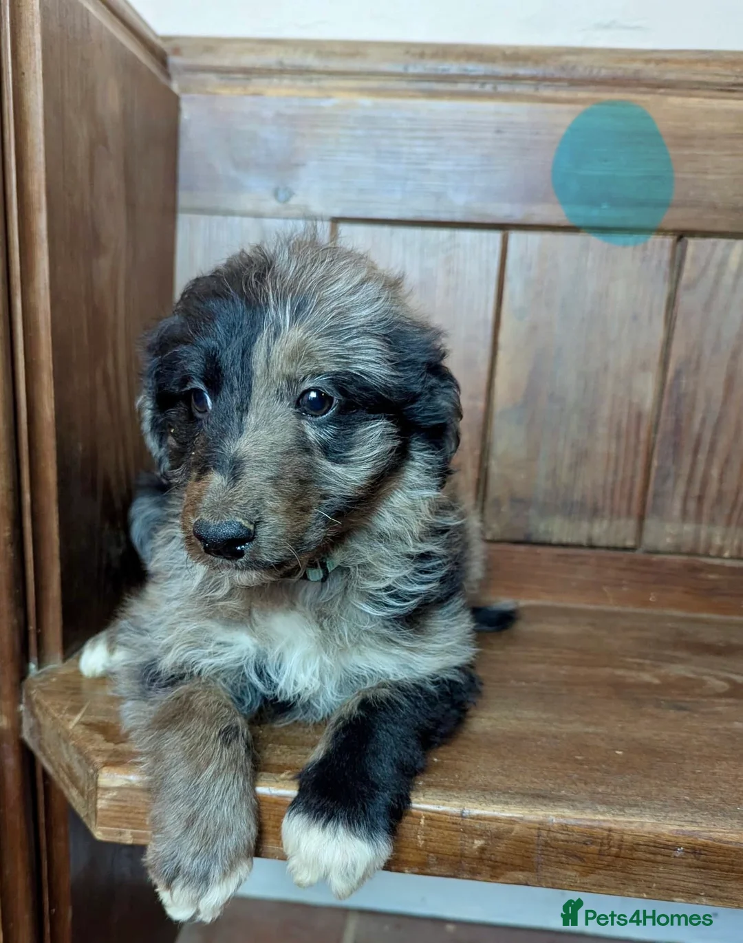 Bordoodle dogs for sale: Standard Bordoodle/Colliepoodle Puppies - Advert 13