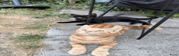 Domestic Shorthair cats for sale: Ash & Cody  - Advert 6