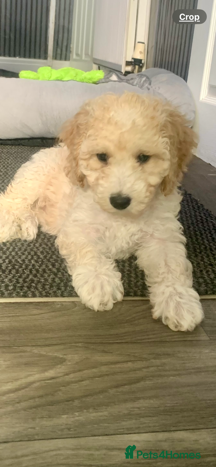 Labradoodle dogs Miniature Labradoodle  - Advert 13