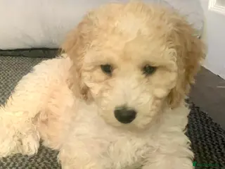 Labradoodle dogs Miniature Labradoodle - Advert 13