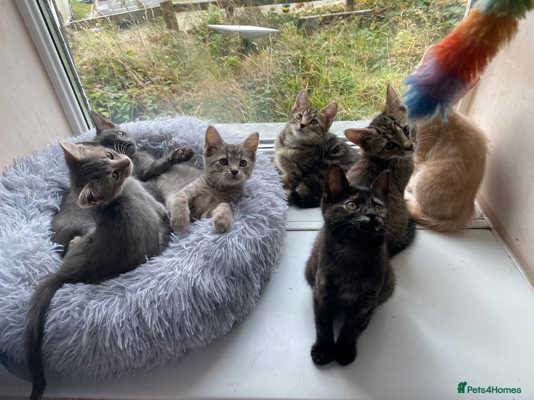 Maine Coon cats for sale: Beautiful Maine Coon X kittens  - Image 3