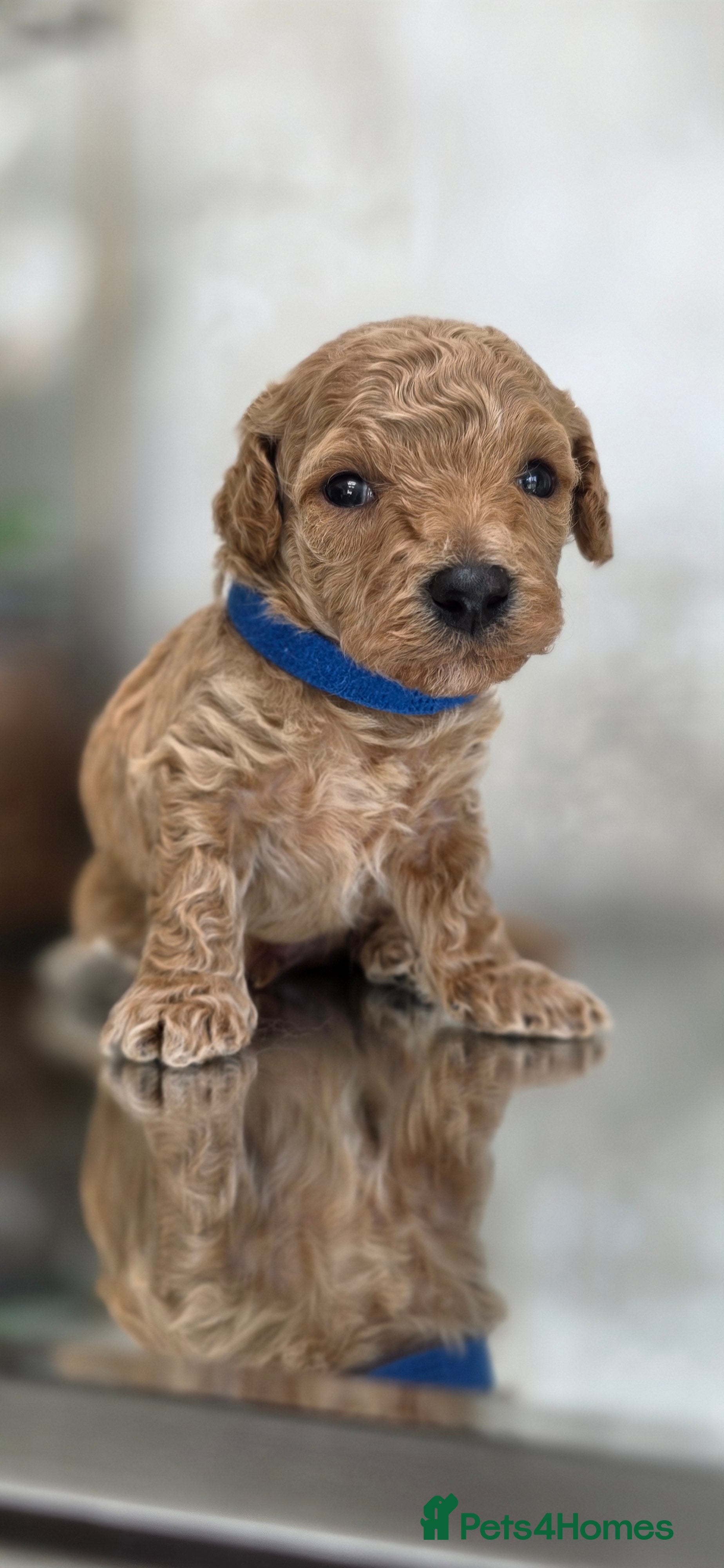Cavapoochon dogs Exquisite Health Tested Cavapoochon Puppies  - Advert 2